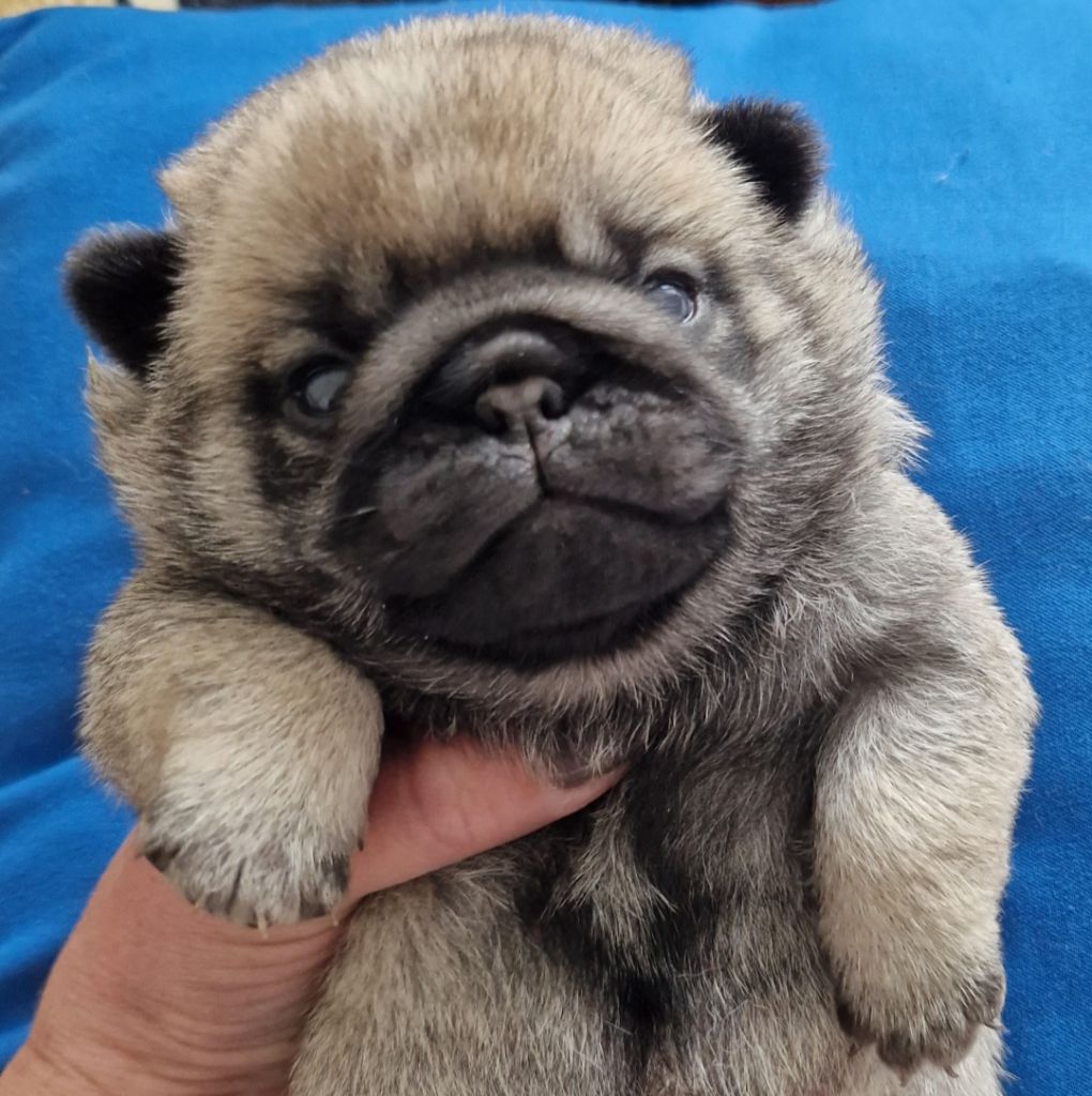 of three love angel - Chiots disponibles - Carlin
