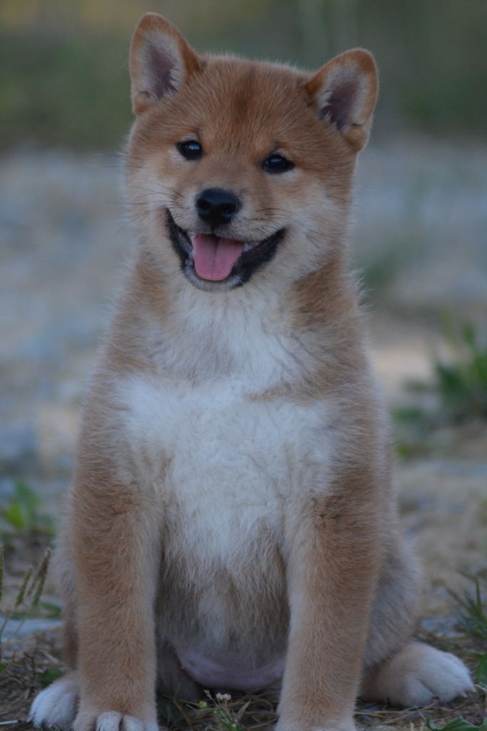 of three love angel - Chiots disponibles - Shiba