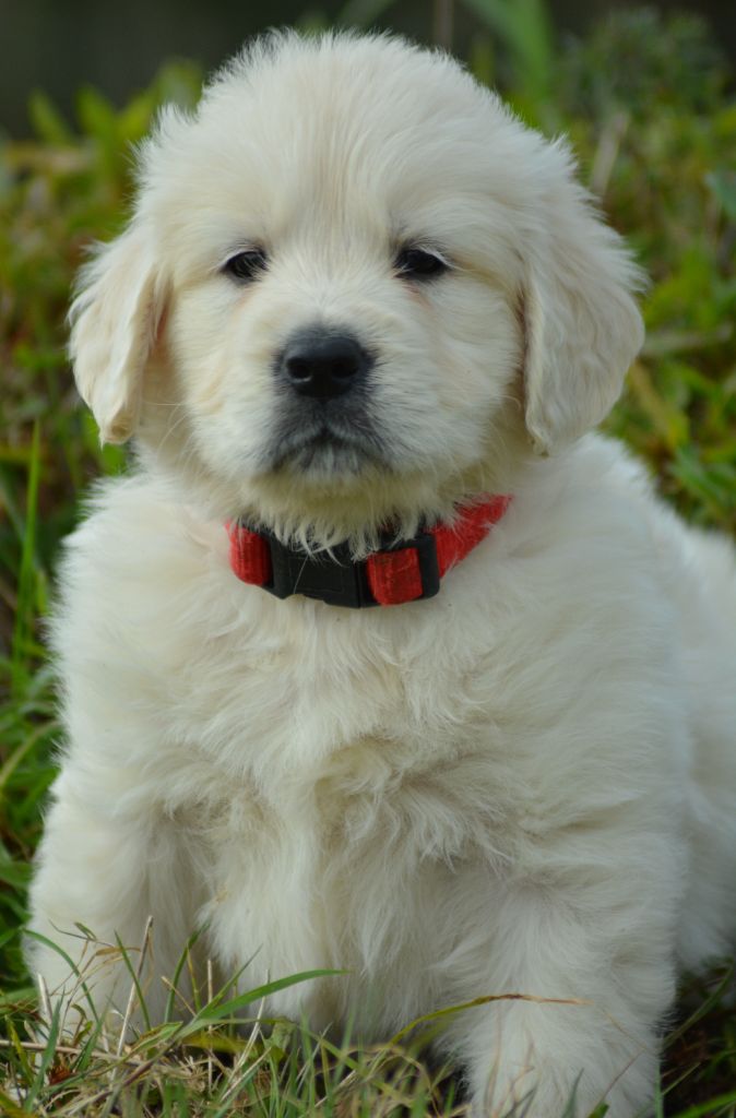 of three love angel - Golden Retriever - Portée née le 07/01/2025