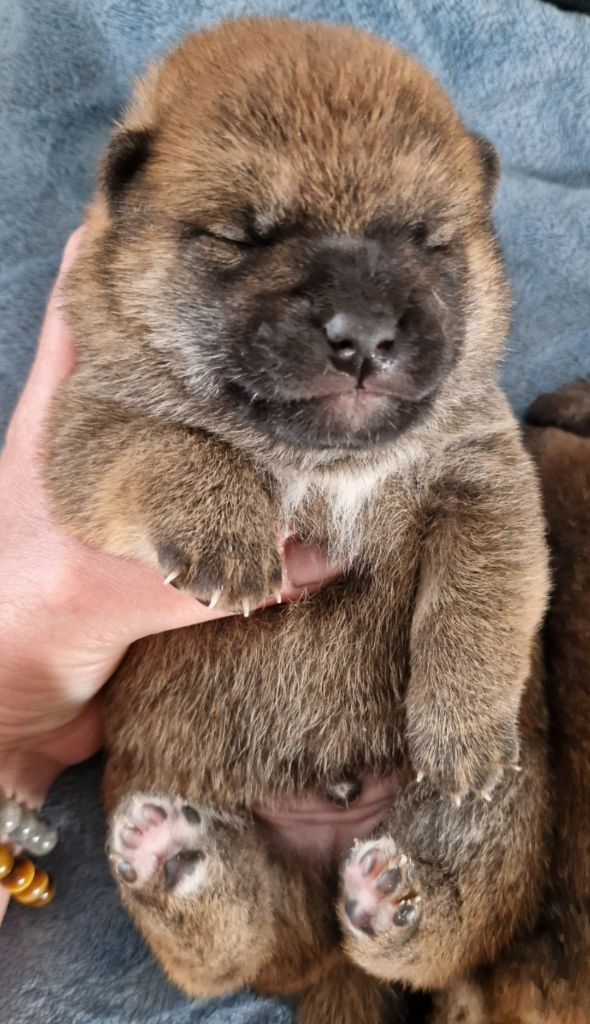 of three love angel - Chiots disponibles - Shiba