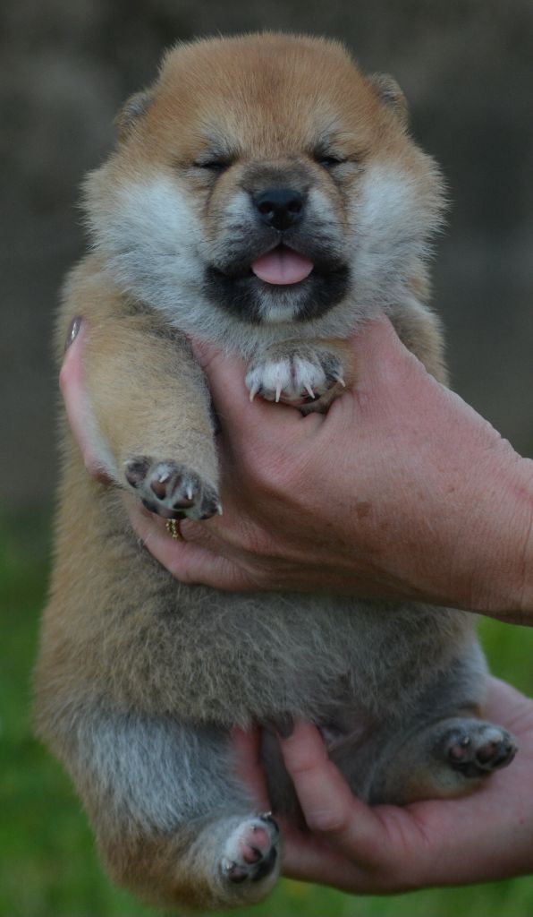 of three love angel - Chiots disponibles - Shiba